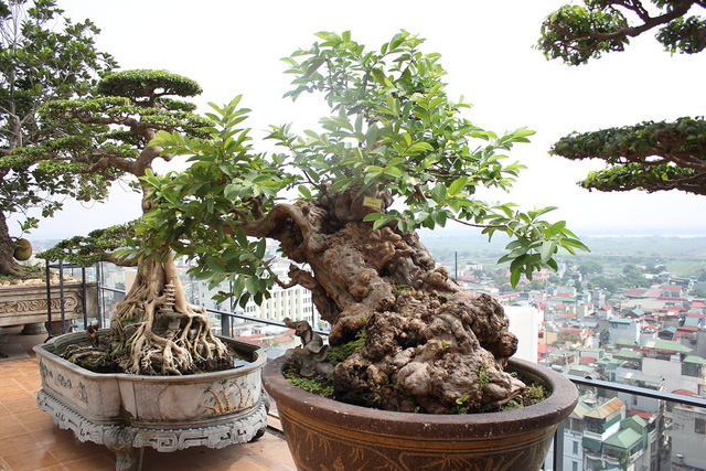 Cây[-]ổi[-]trăm[-]tuổi[-]và[-]cuộc[-]ngã[-]giá[-]tiền[-]tỷ[-]của[-]vị[-]đại[-]gia[-]Hà[-]Nội